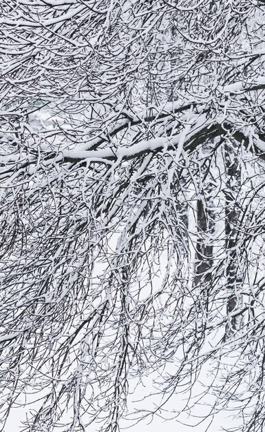 Puszyste ośnieżone gałęzie drzew sceneria przyrody z białym śniegiem Opady śniegu w winter park