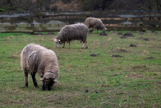 Zdjęcie puszyste owce pasące się i pasące się na ziemi uprawnej. stado owiec jedzących trawę na zewnątrz