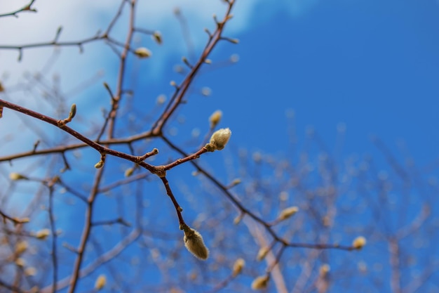 Puszyste pąki magnolii na gałęziach Rodzaj roślin kwiatowych z rodziny Magnoliaceae