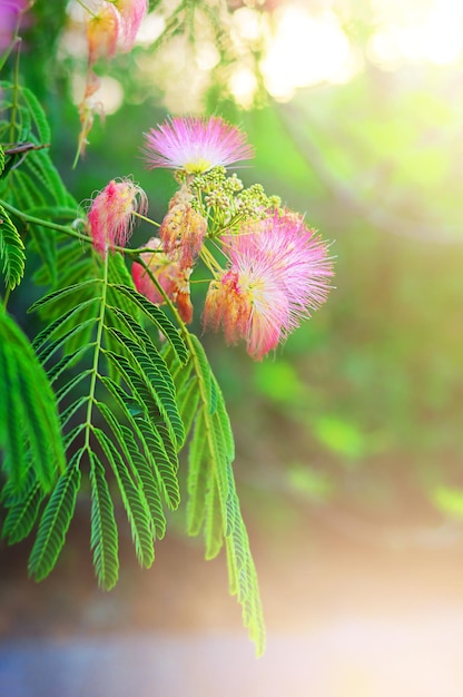 Zdjęcie puszyste różowe kwiaty i zielone liście akacji japońskiej, koncepcja wiosny, idea lata, abstrakcyjny obraz natury, fotografia makro z rozmytym tłem i wolnym miejscem na tekst