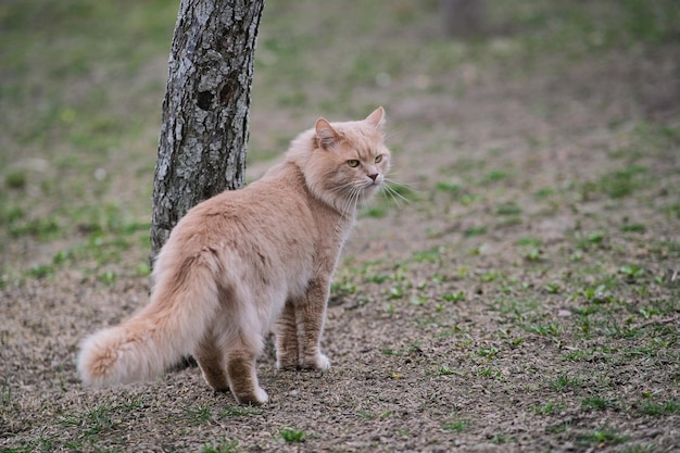 Puszysty kot o nietypowym kolorze wędruje po podwórku zbliżenie kot na ulicy