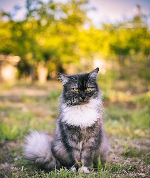 Puszysty kot siedzi na trawie i odwraca wzrok