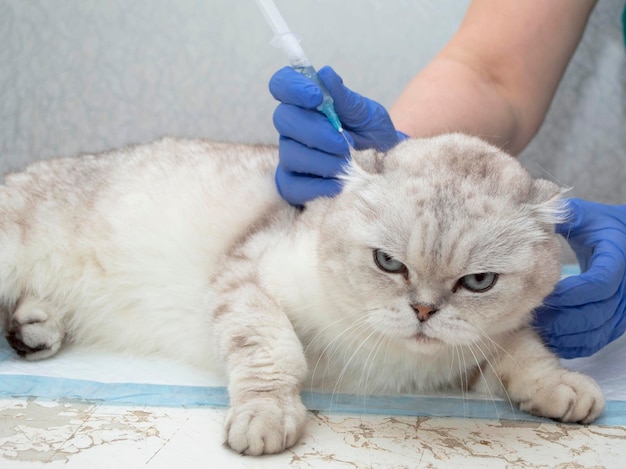 Puszysty kot wizyta u weterynarza, ręce w rękawiczkach medycznych trzymając strzykawkę z lekiem. Śliczny kotek otrzymuje szczepionkę na stole do badań rękami technika zwierząt domowych.