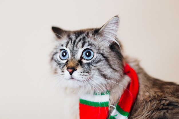 Puszysty kot z czerwonym szalikiem na szyi z dużymi niebieskimi oczami