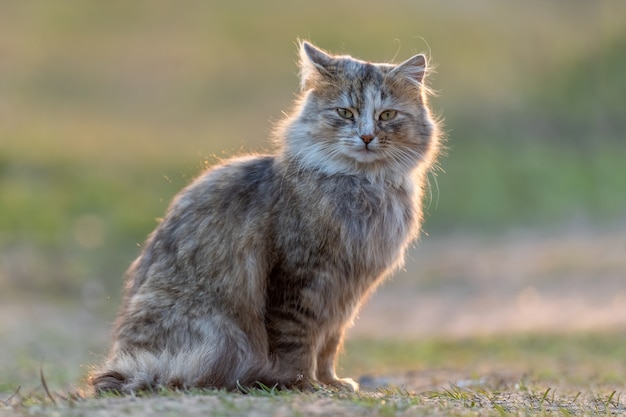 Puszysty kot z długim futerkiem siedzi wieczorem na trawie