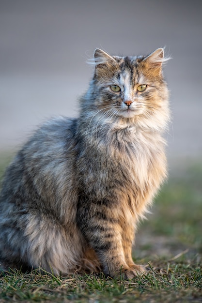 Puszysty kot z długim futrem siedzi wieczorem na trawie