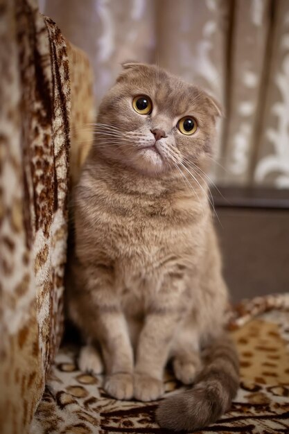Puszysty kot z pętlami czerwonego koloru z żółtymi oczami na kanapie