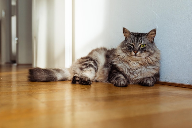 Puszysty kudłaty kot domowy rasy Maine Coon siedzi na parkiecie w pobliżu ściany w słońcu