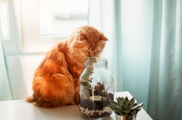 Puszysty rudy kot interesuje się roślinami domowymi