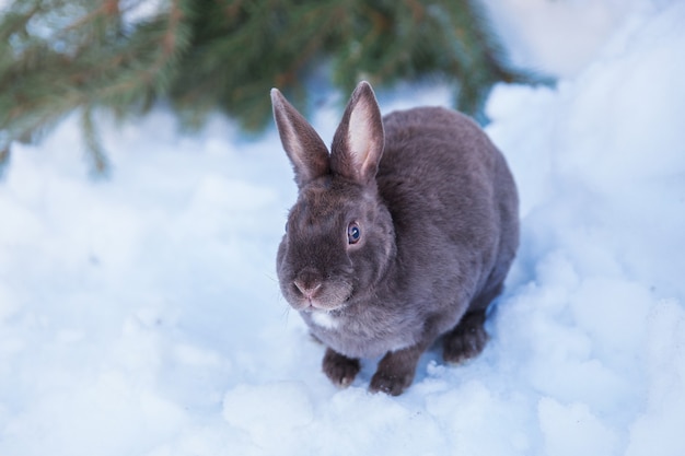 puszysty szary królik siedzący na śnieżnym tle