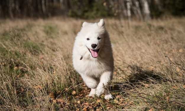 Puszysty szczeniak samoyed radośnie biegnie do właścicielki przez jesienny las