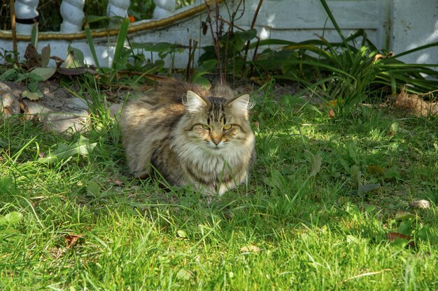 Zdjęcie puszysty trójkolorowy kot siedzi na trawie