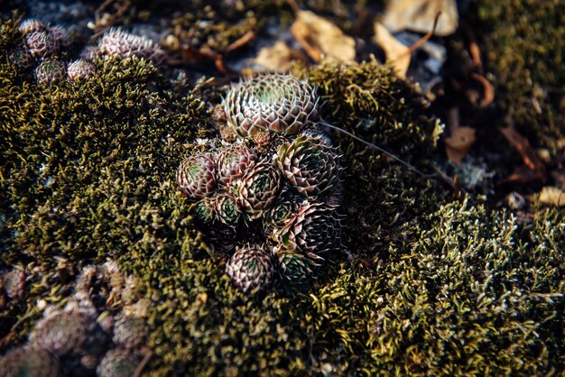 Puszysty, wilgotny mech górski kwitnący na skale w słońcu, zbliżenie, selektywne ustawianie ostrości. Niesamowite rośliny endemiczne Ałtaju. Naturalne trawiaste tło.