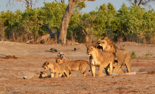 Zdjęcie pycha lwów savoti botswana