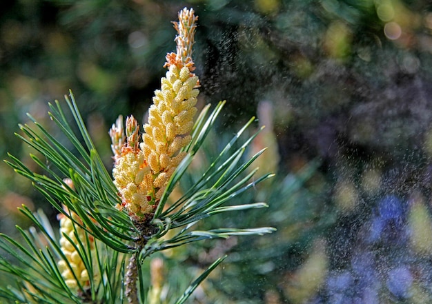 Pyłek w powietrzu