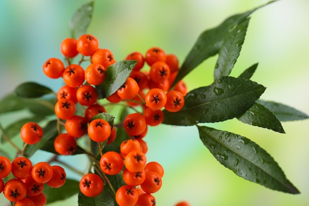 Zdjęcie pyracantha firethorn pomarańczowe jagody z zielonymi liśćmi na jasnym tle