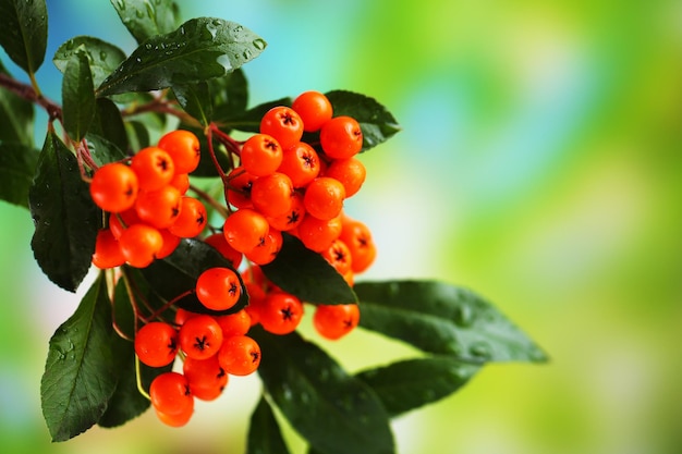 Zdjęcie pyracantha firethorn pomarańczowe jagody z zielonymi liśćmi na jasnym tle