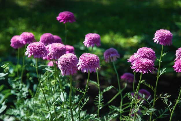 Pyrethrum hybridum flore plena rosea fioletowe kwiaty w ogrodzie