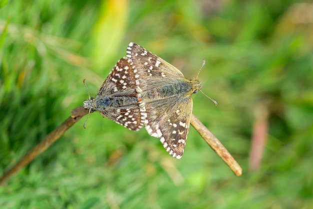 Pyrgus onopordi lub bigornia w kratkę pochodzi z rodziny Hesperiidae