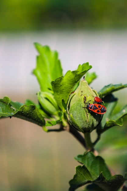 Pyrrhocoris apterus chodzenie na gałęzi w słoneczny dzień. Czarne i czerwone błędy na gałęzi. Firebug.