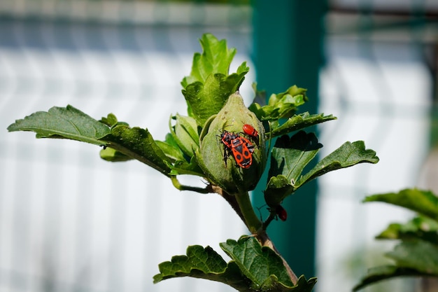 Pyrrhocoris apterus chodzenie na gałęzi w słoneczny dzień. Czarne i czerwone błędy na gałęzi. Firebug.