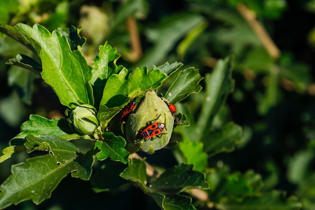 Pyrrhocoris apterus chodzenie na gałęzi w słoneczny dzień. Czarne i czerwone błędy na gałęzi. Firebug.