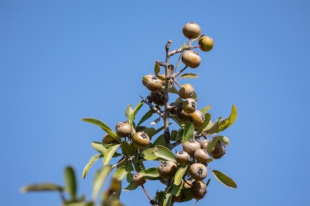 Pyrus spinosa Pyrus amygdaliformis – gruszka o liściach migdałowca