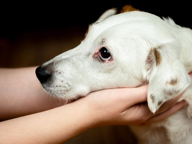 Pysk białego psa w rękach mężczyzny. Pojęcie opieki, miłości do zwierząt.