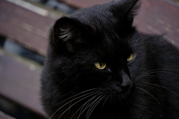Pysk czarnego kota patrzącego na bok z bliska