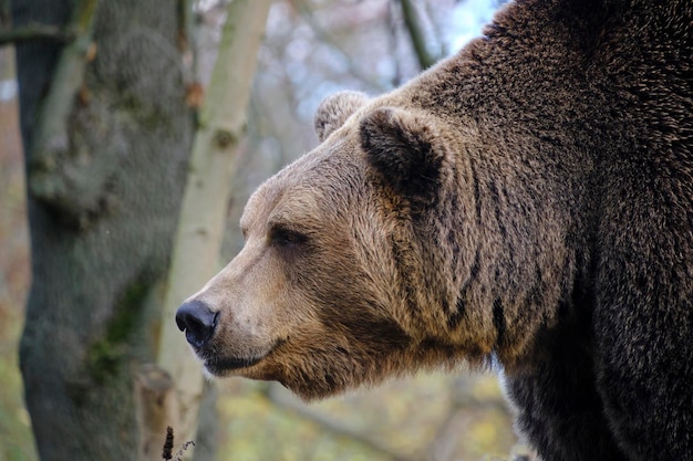 Zdjęcie pysk dzikiego niedźwiedzia grizzly z bliska