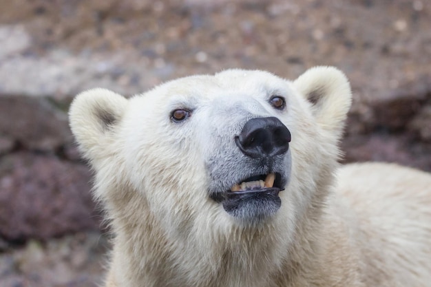 Pysk dzikiego niedźwiedzia polarnego