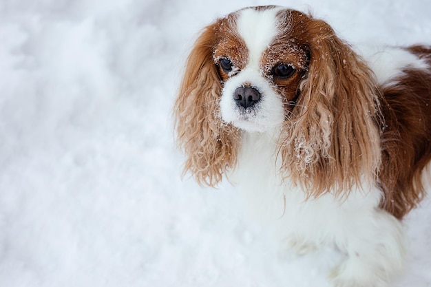 Pysk psa Cavalier King Charles Spaniel pokryty jest śniegiem. Zimowe zaspy. Portret przystojnego psa na białym