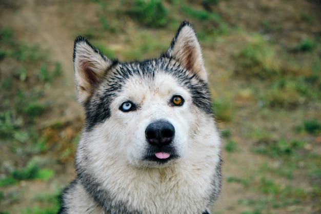 Pysk psa husky Wystający język Różne kolory oczu Niebieskie i brązowe Uszy podniesione