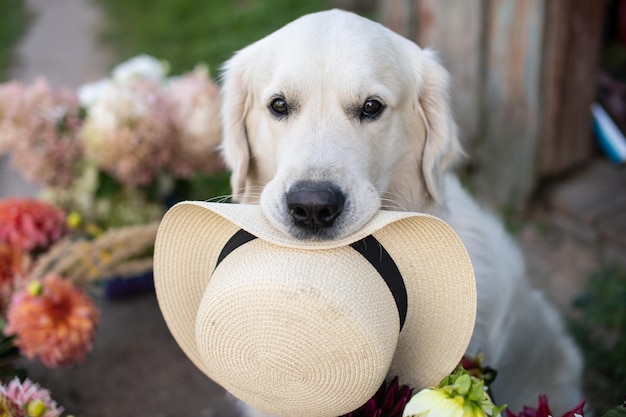 Pysk psa rasy labrador retriever siedzi obok kwiatów i trzyma w zębach kapelusz