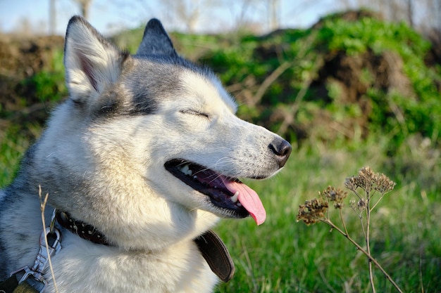 Pysk psa rasy Siberian husky w kolorze szarym z wywieszonym językiem.