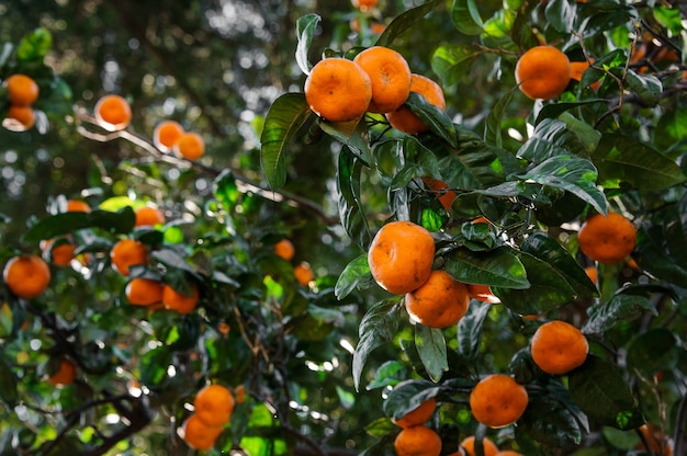 pyszne owoce mandarynki na soczystych zielonych liściach drzewa. Poczęcie wiosny, nowe życie w przyrodzie.