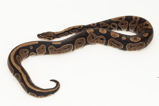 Zdjęcie python kulkowy python regius wąż samodzielnie na białym tle