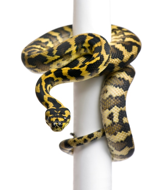 Python Morelia Spilota Variegata Na Słupie