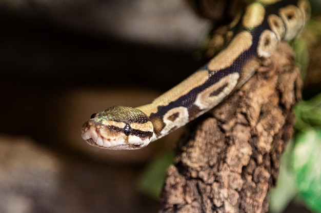 Pyton królewski Gad i gady Płazy i płazy Fauna tropikalna Przyroda i zoologia