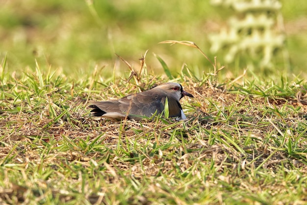 Quero-quero Lub Abibe-do-sul To Ptak Z Rzędu Charadriiformes, Należący Do Rodziny Charadriidae.