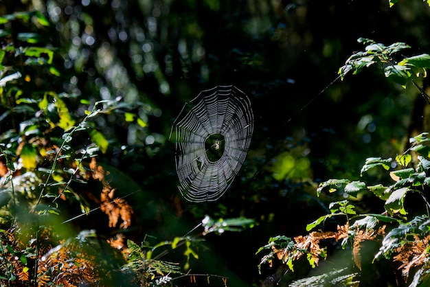 Quinault, Waszyngton. Las deszczowy Quinault, Olimpijski Park Narodowy. Orb Weaver Pająk w bardzo dużej sieci.