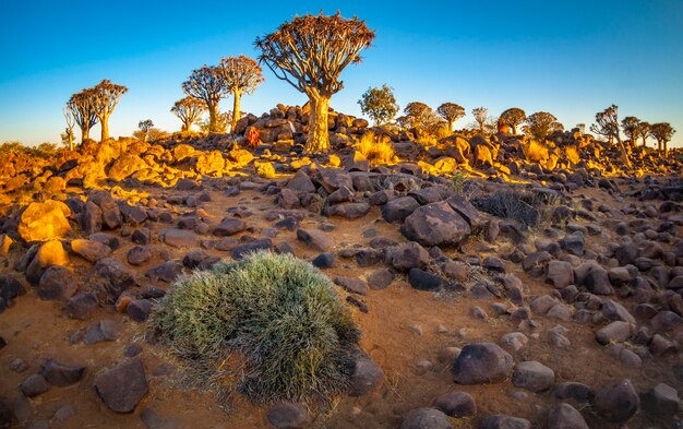 Quivertree las przy wschodem słońca blisko Keetmanshoop w Namibia, Afryka.