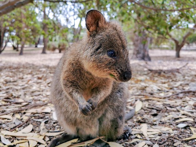 Zdjęcie quokka odpoczywa na polu.