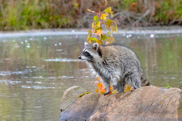 Raccoon stoi na Boulder patrząc na wodę