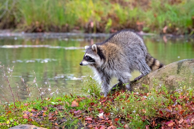 Raccoon stoi na brzegu i patrzy na wodę