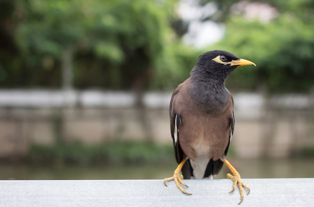 Rachunek myna ptak pet w ogrodzie rano.