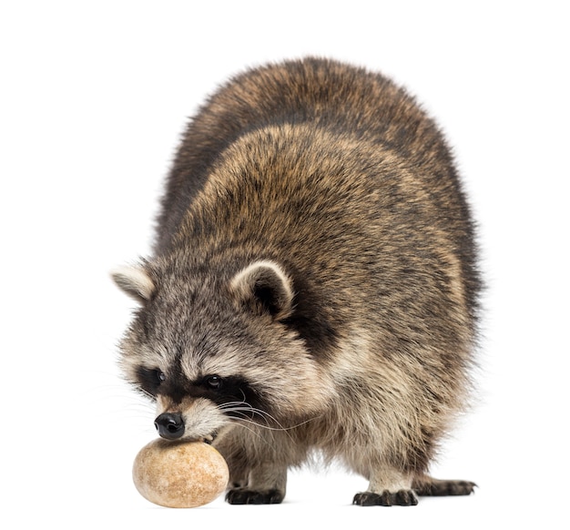 Racoon, Procyon Iotor, stojąc, jedząc jajko, na białym tle