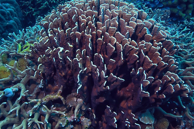 rafa koralowa makro / tekstura, abstrakcyjne tło ekosystemu morskiego na rafie koralowej