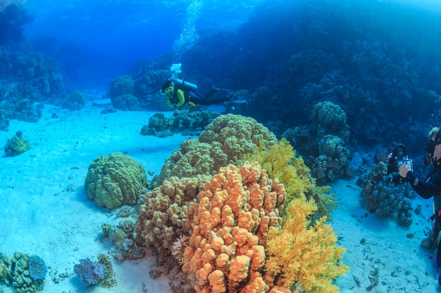 Rafa koralowa Morze Czerwone Egipt