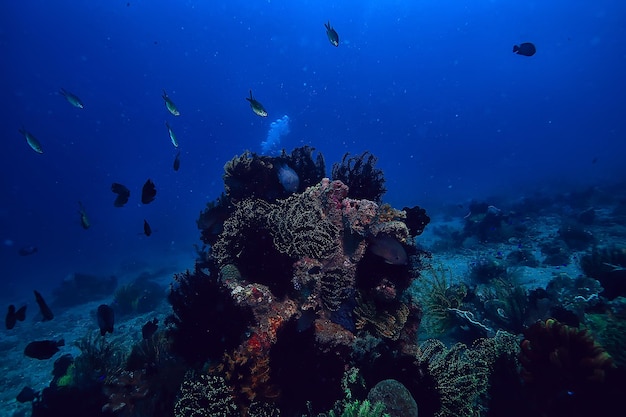 rafa koralowa pod wodą / laguna z koralowcami, podwodny krajobraz, nurkowanie z rurką